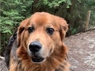 Fetchmate - Caring for your fur baby like they're our own.