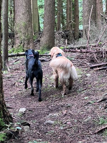 Fetchmate - Caring for your fur baby like they're our own.