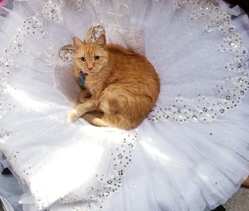 Pumpkin the Cat for June's Dancewear