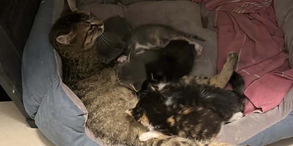 Momma Zoey and her kittens