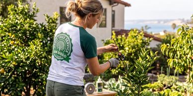 Precision Pruning & Arborist Care in San Diego, CA