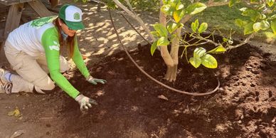Fruit Tree Planting Service San Diego | Expert Installation