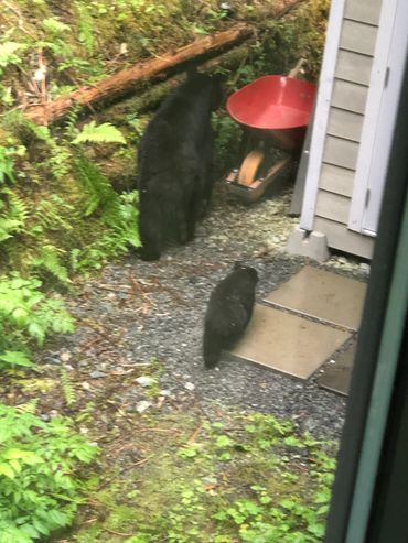 Sometimes a glance out the window offers a surprise view of the "locals".
Taken: July 2022