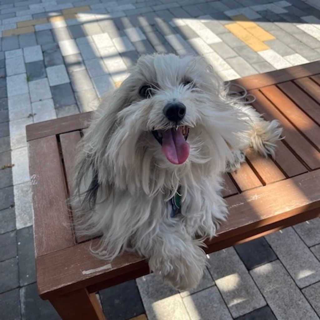 Fluffy white dog happily sitting on a wooden bench.