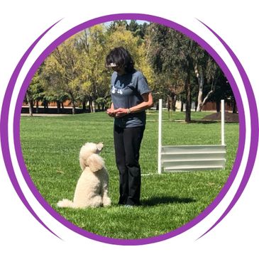 obedient dog sitting in come-front of handler
