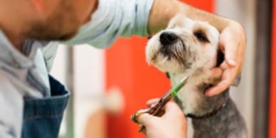 dog groomer with scissors trimming chin hair of small dog