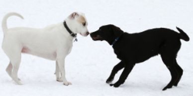 two puppies outdoors on snow touching noses to socialize