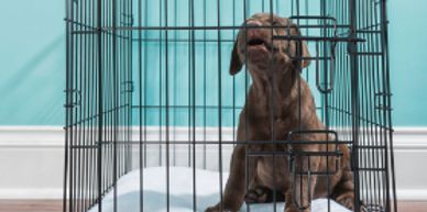 young puppy crying when left alone in wire crate