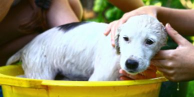 wet puppy in a tub during a bath