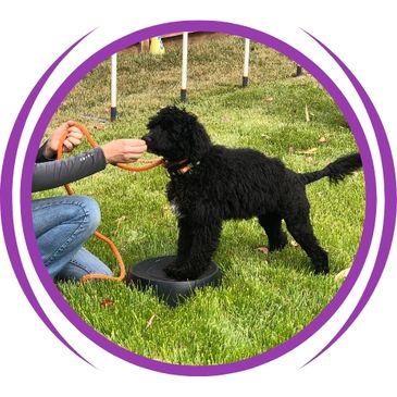 puppy learning to place front feet on bucket for balance and trust