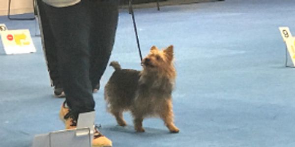 small dog walking on leash looking at the handler