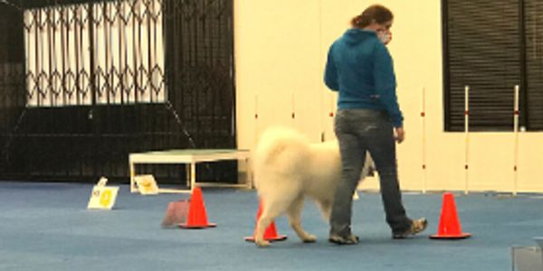 dog and handler walking around orange pylons