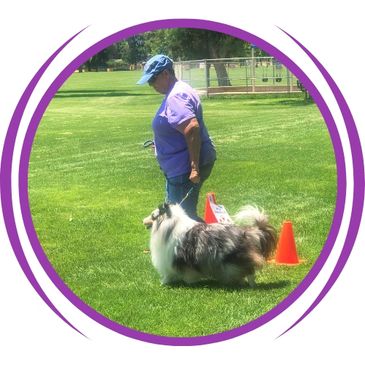 dog in heel position weaving through cloverleaf cones