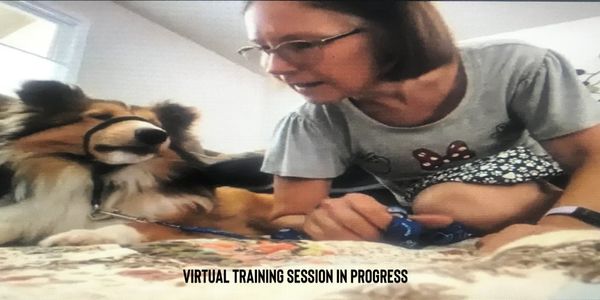 woman and Sheltie dog using gentle leader during private virtual training session