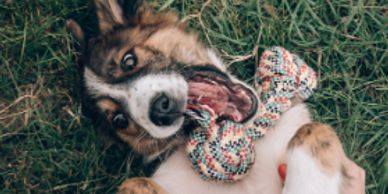 young dog lying on the grass on his back with rope tug toy in his mouth to play