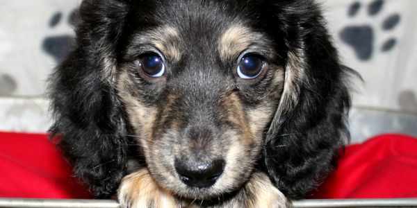 Black dapple dachshund