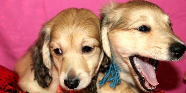 Cream Dachshund Puppies