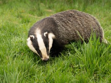 A European badger walking through green grass.