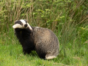 A European badger standing on grass near tall vegetation.