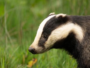 Close-up of a badger in a grassy area.