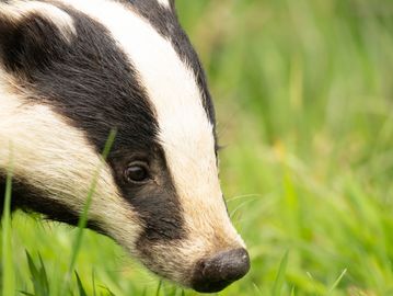 Close-up of a badger sniffing grass.