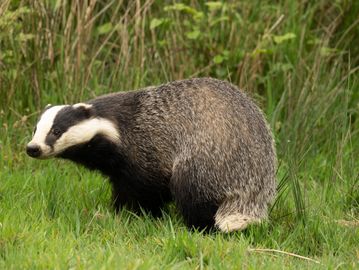 A badger standing on green grass near tall plants.