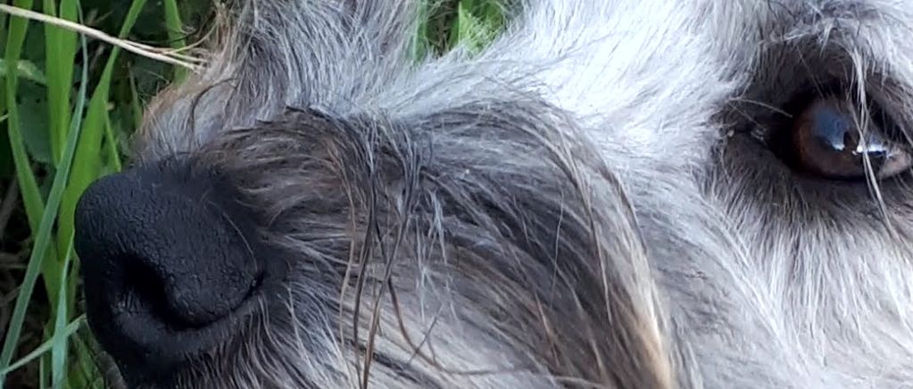 Close-up of the owner's dog, Tasha, a Soft Coated Wheaten Terrier.