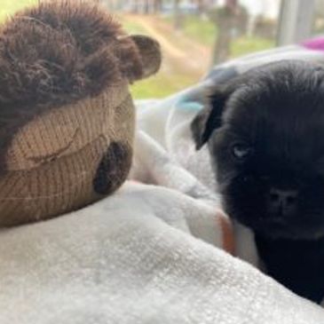 Sherman's Shih Tzu Puppies