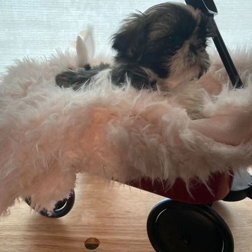 Sherman's Shih Tzu Puppies