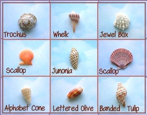 Anna Maria Island Sea Shells Anna Maria Island Sea Shells