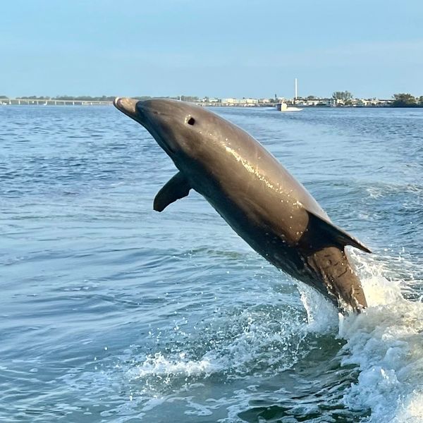A dolphin leaps gracefully out of the water behind a boat.
