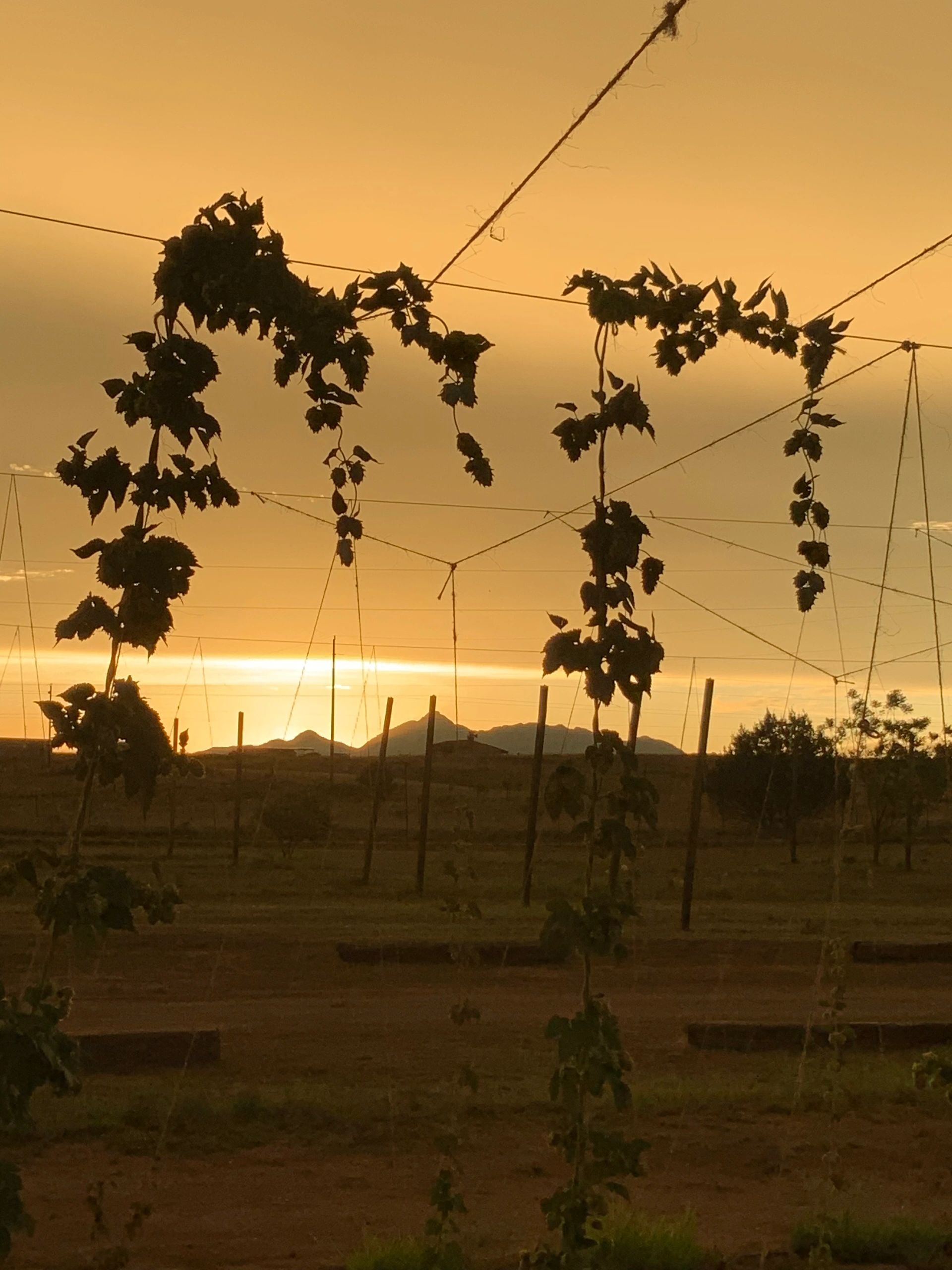 COPPER HOP RANCH FARM & MICROBREWERY