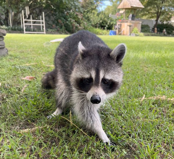 Eva the Raccoon