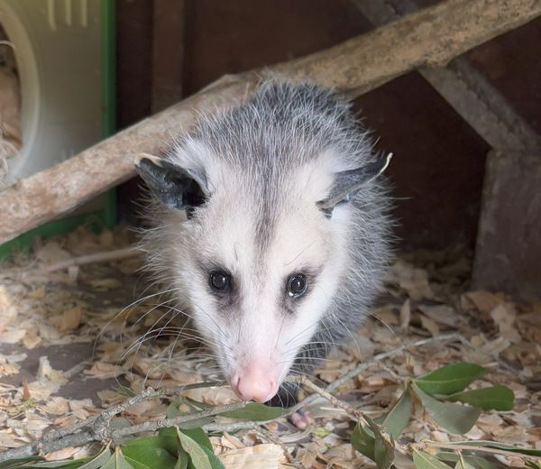 Francis the Opossum