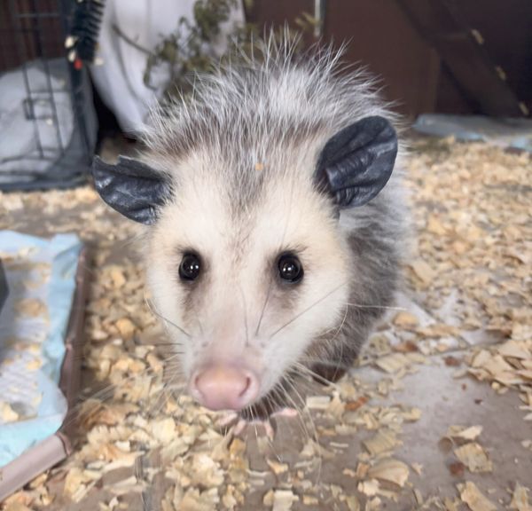 Ivy the Opossum