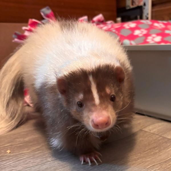 Luna the Skunk