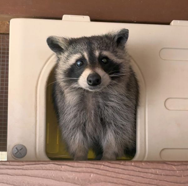 Ratatouille the Raccoon