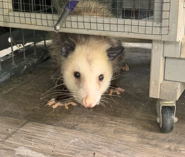 Sebastian the Opossum