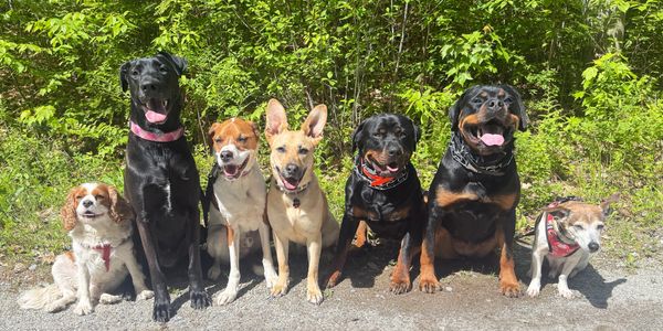 A group of seven dogs sitting in a row outdoors with greenery behind them.