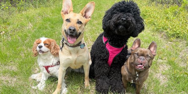 Four happy dogs sitting on grass outdoors in a sunny setting.