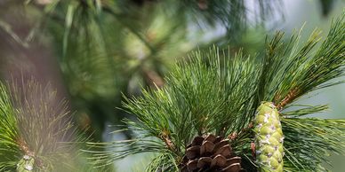 Easland Tree Farm
Brodhead, WI
White & Norway Pines
Cut your own Christmas tree.