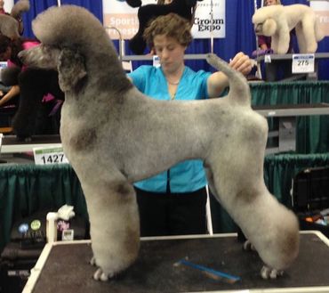 CSilver Standard Poodles, Silver Standard Poodle Puppies, Silver Standard Poodle Puppies for Sale, Silver Puppies for Sale, Standard Poodles For Sale, Silver Standard Poodle Puppies for sale, poodles for sale, Stately Standard Poodles, Silver Standard Poodle Puppies for sale, Silver Standard Poodles. Silver Standard poodlesarter, Sire of present litter.