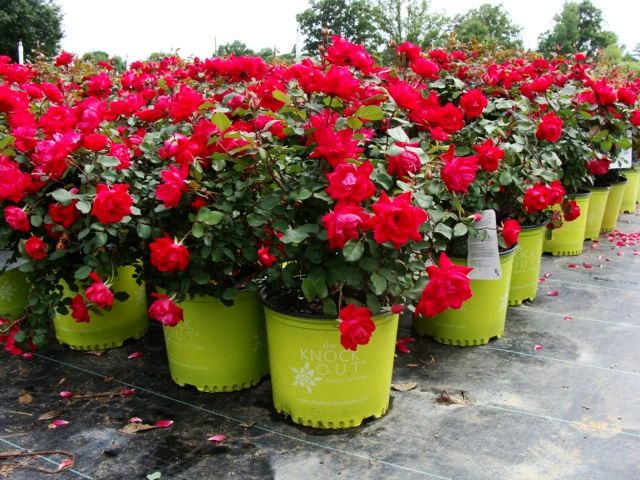 Picture of plant nursery with rose bushes for sale.