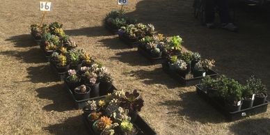Buff's Succulents -- at most markets.  Lovely seller, good plants.