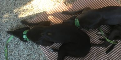 Rescued greyhounds, Amy and Becca, at Ollie Mason's for lunch.