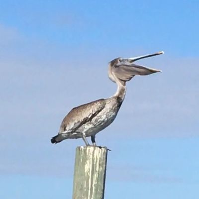Brown pelican on post