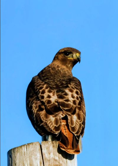 A hawk perched on a wooden post against a clear blue sky.