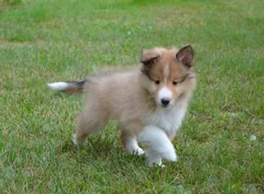 A Quality, Sheltie puppy