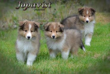 A typical litter of Happy,Healthy, Quality Sheltie puppies!