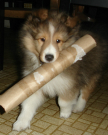 Happy Sheltie pup playing